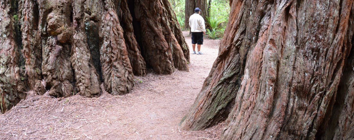 Giant Redwoods, Brown's Creek Trail, Prairie Creek State Park