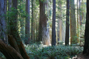 Baselt Del NorteCoast Redwoods Stout Grove