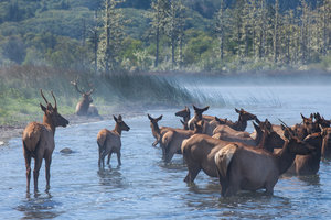 Roosevelt Elk Wading in Stone Lagoon