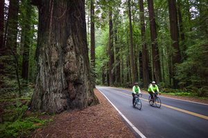 Bike Touring on Avenue of the Giants, So. Hum.