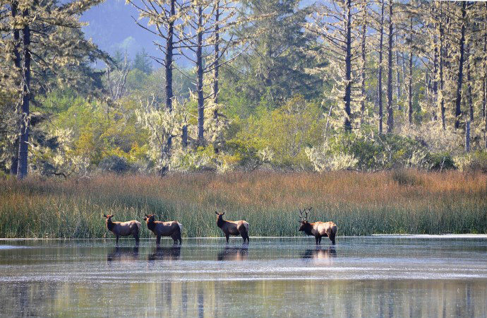 Laird, Water, Roosevelt Elk at Stone Lagoon