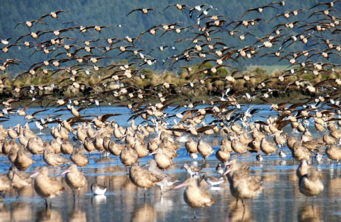 Laird, Water, Godwits on Hookton Slough