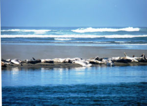 Laird, Water, Mad River Estuary Seals Napping