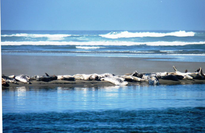 Laird, Water, Mad River Estuary Seals Napping
